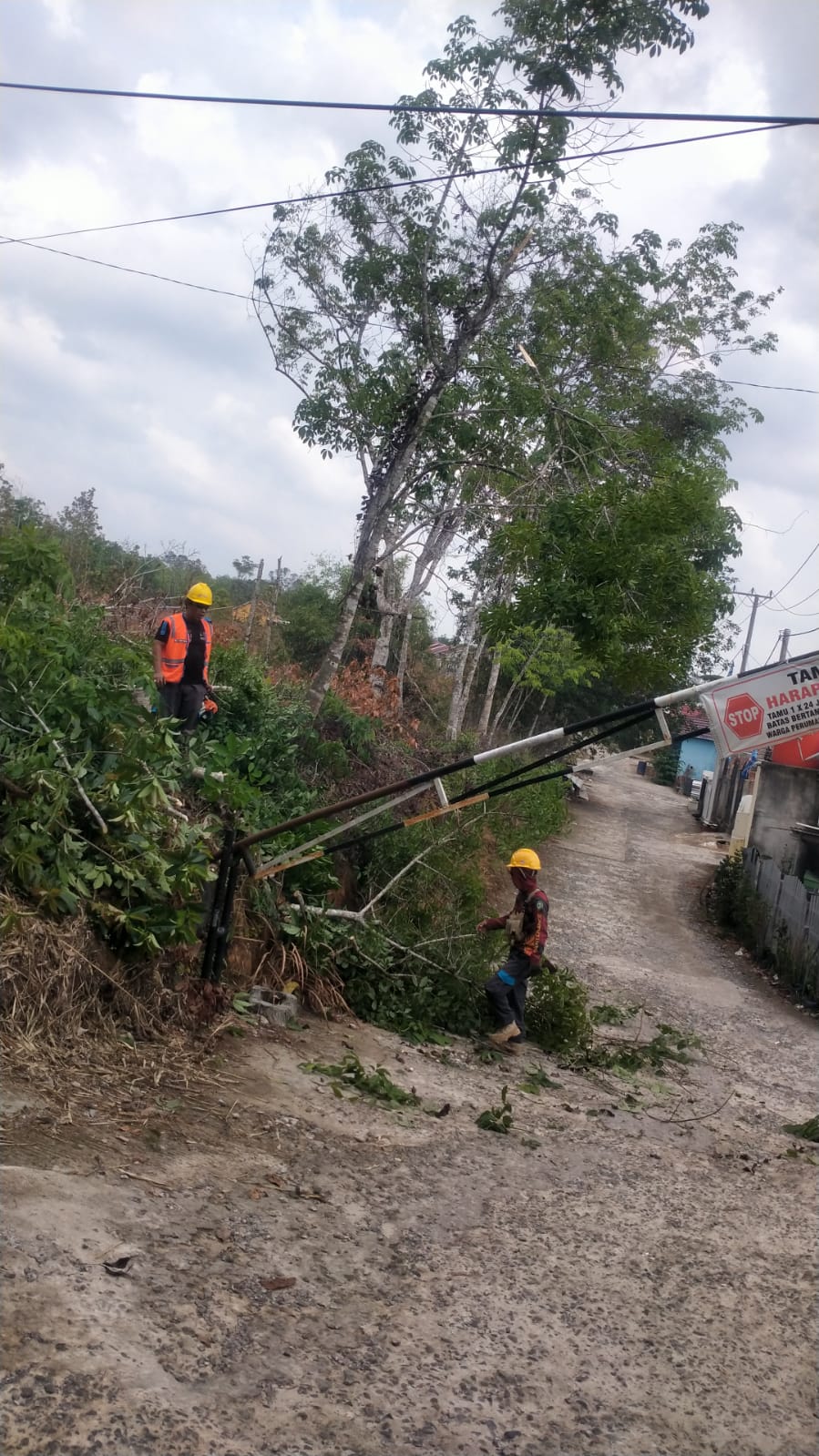 PJ Bupati Kabupaten Muara Enim  H. Ahmad Rizali, M.A Keluarkan Surat Edaran Larangan Menanam Pohon Di Sepanjang Jalur Listrik,