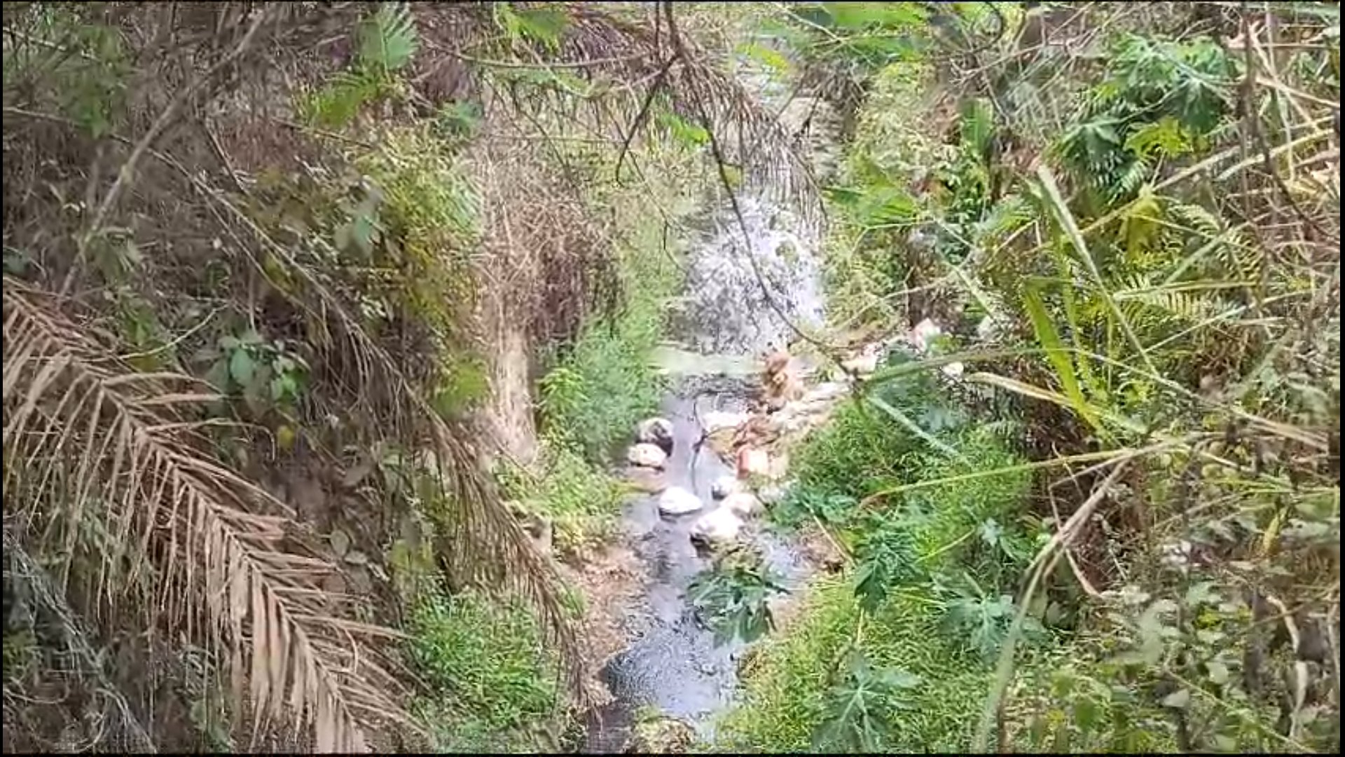 Diduga limbah 2 pabrik sawit, telah mencemari lingkungan.